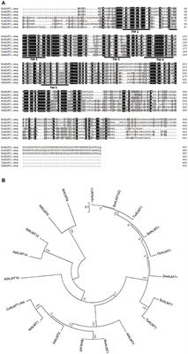 BoALMT1, an Al-Induced Malate Transporter in Cabbage, Enhances Aluminum Tolerance in Arabidopsis thaliana